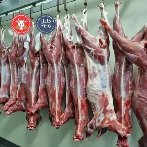 Halal Goat Carcass